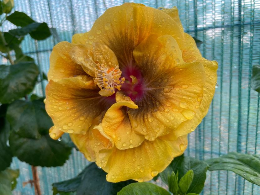  - 001 - Hibiscusi 2024 - 1