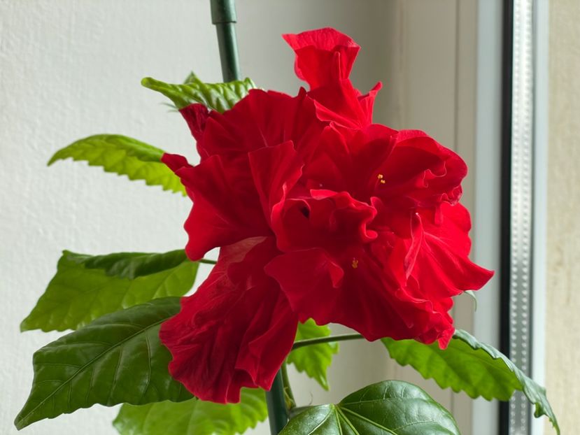  - 001 - Hibiscusi 2024 - 1