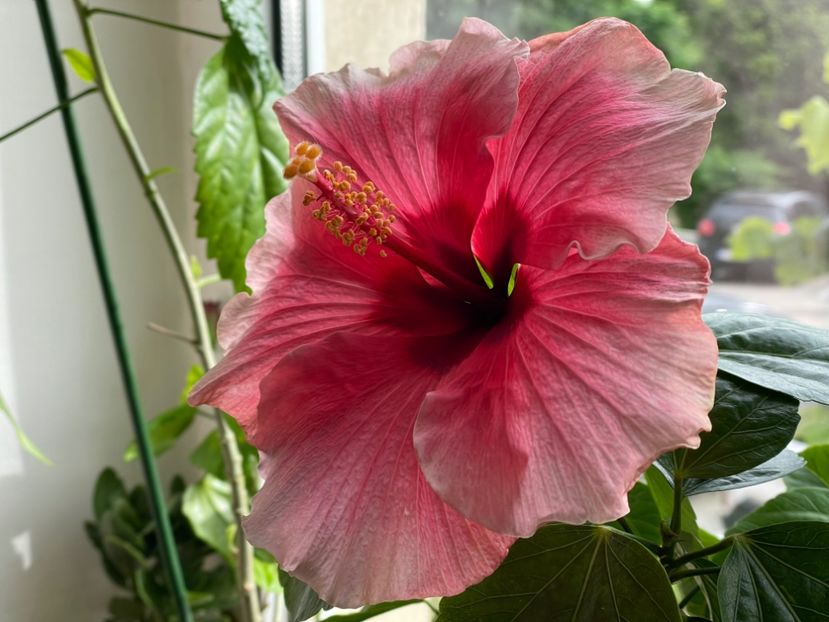  - 001 - Hibiscusi 2024 - 1