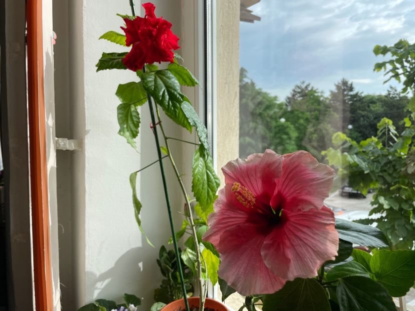  - 001 - Hibiscusi 2024 - 1