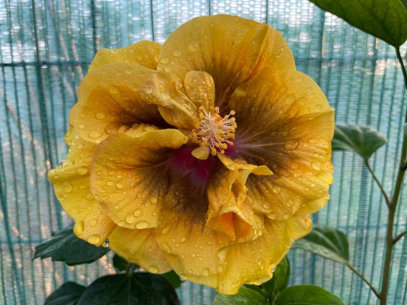  - Chi s garden Forest Rhapsody