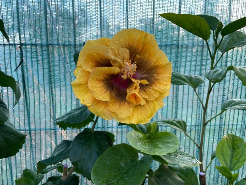  - Chi s garden Forest Rhapsody