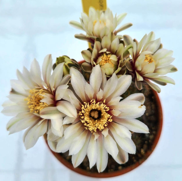 Gymnocalicium quehlianum - Gymnocalicium quehlianum