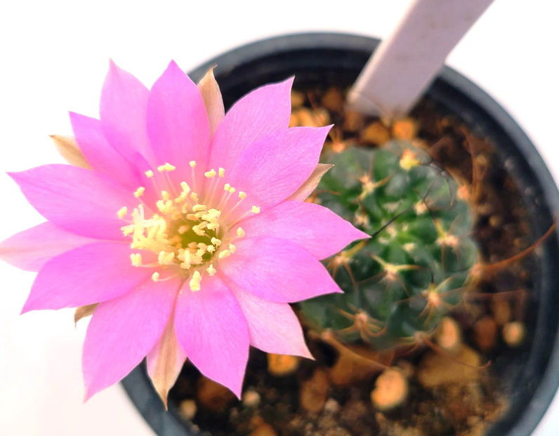 Lobivia longispina - Lobivia longispina