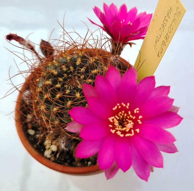 Sulcorebutia hasseltonii - Sulcorebutia hasseltonii