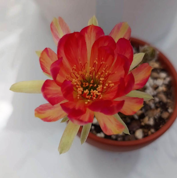 Lobivia hb BIR - Lobivia hb BIR