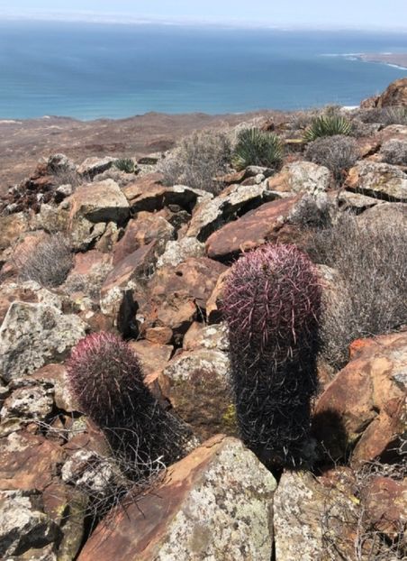  - Ferocactus Gracilis