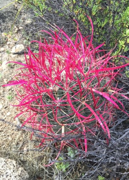  - Ferocactus Gracilis