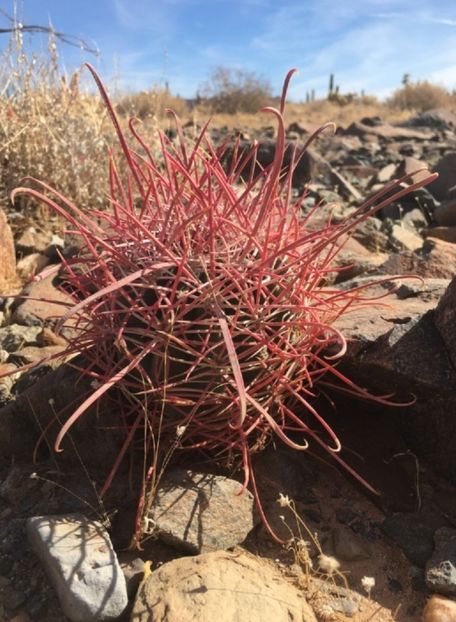  - Ferocactus Gracilis