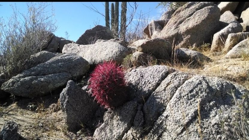  - Ferocactus Gracilis