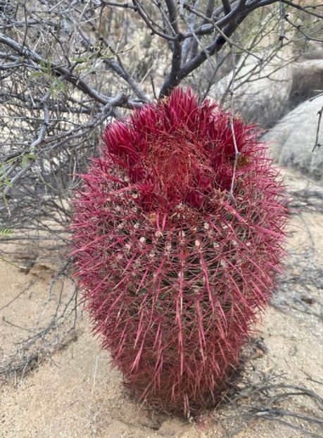  - Ferocactus Gracilis