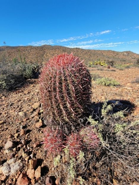  - Ferocactus Gracilis