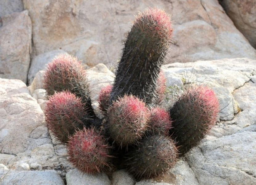  - Ferocactus Gracilis