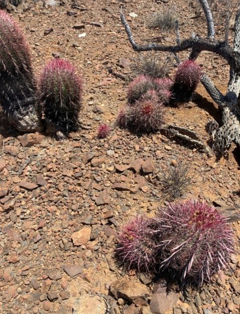  - Ferocactus Gracilis