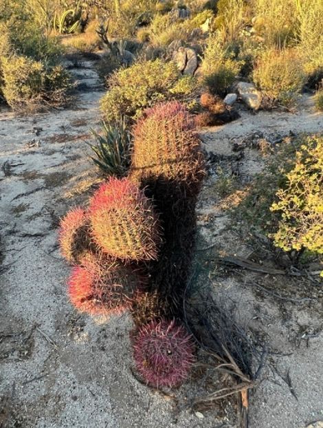  - Ferocactus Gracilis