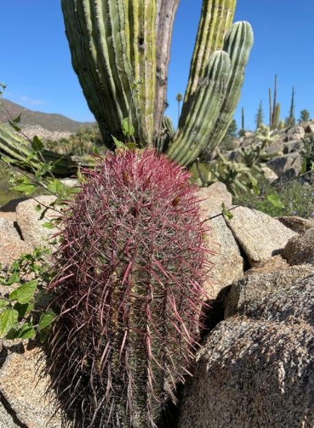  - Ferocactus Gracilis