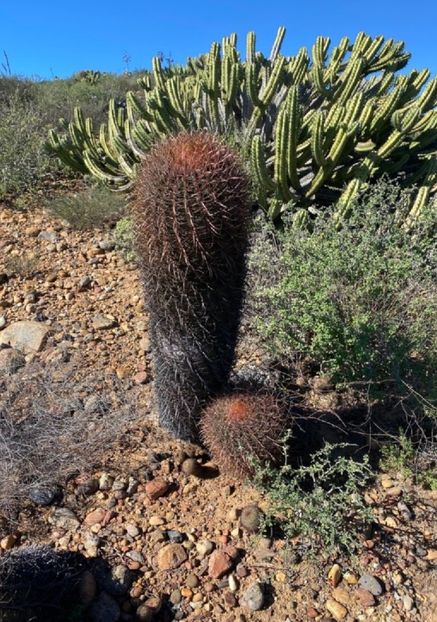  - Ferocactus Gracilis