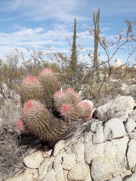  - Ferocactus Gracilis