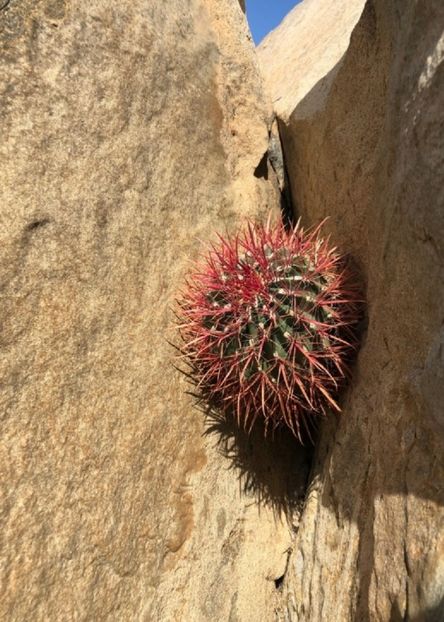  - Ferocactus Gracilis