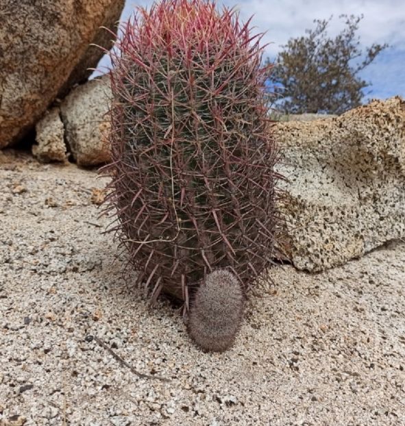  - Ferocactus Gracilis