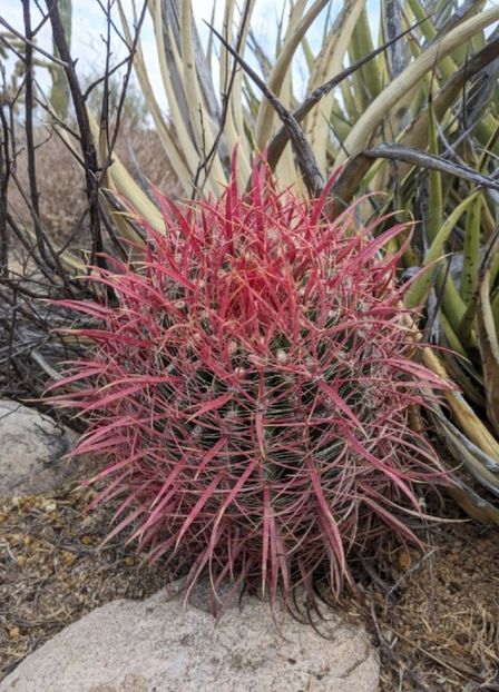  - Ferocactus Gracilis