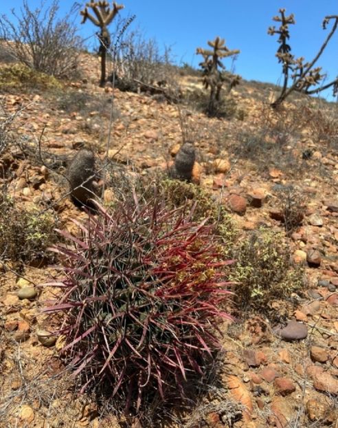 - Ferocactus Gracilis