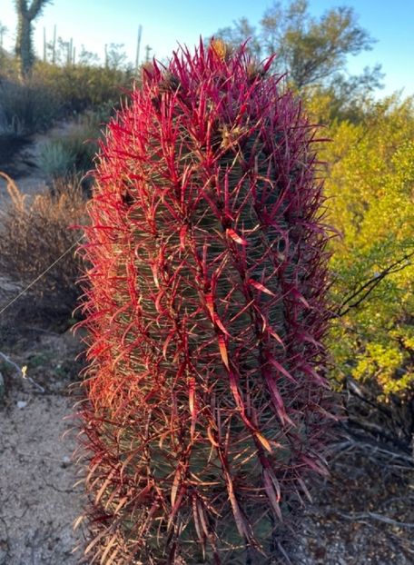  - Ferocactus Gracilis
