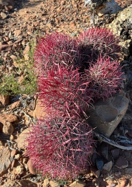  - Ferocactus Gracilis