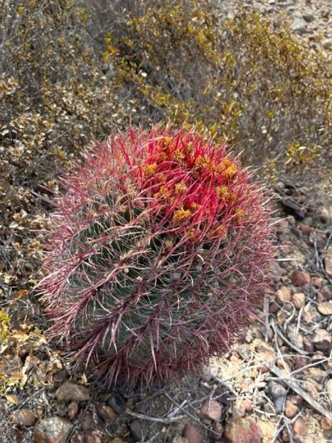  - Ferocactus Gracilis