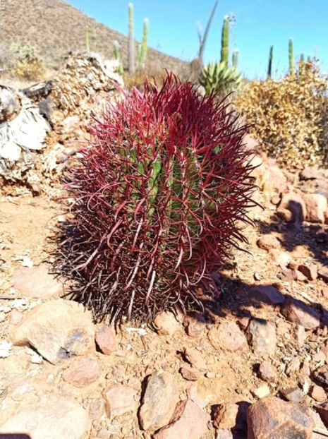  - Ferocactus Gracilis