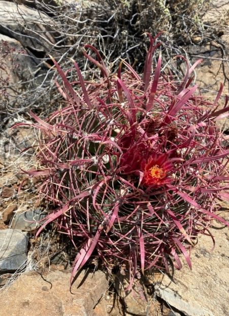  - Ferocactus Gracilis