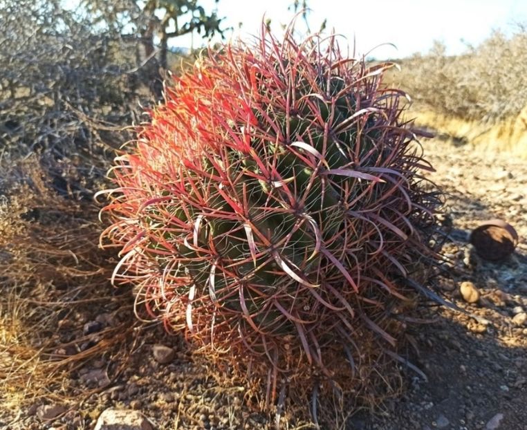  - Ferocactus Gracilis