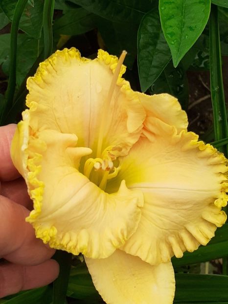  - 0001 HEMEROCALLIS - DELPHINUM
