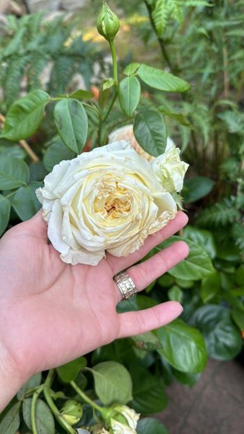 Cosmo Select 2 - COSMO SELECT