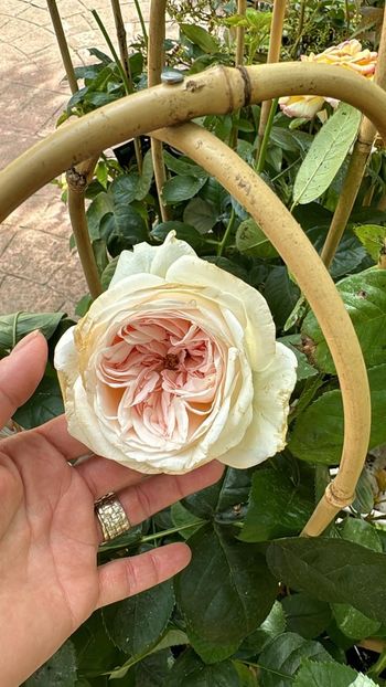 Cosmo Select 3 - COSMO SELECT