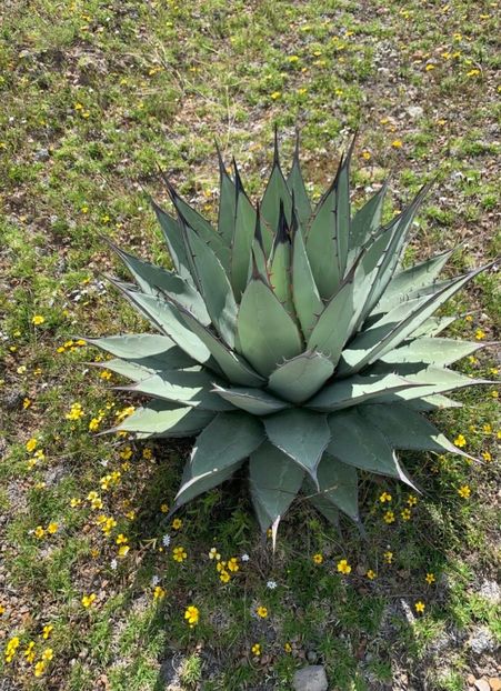  - Agave Applanata