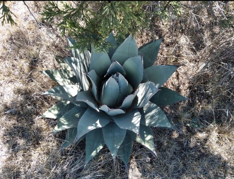 - Agave Applanata