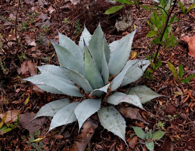  - Agave Applanata