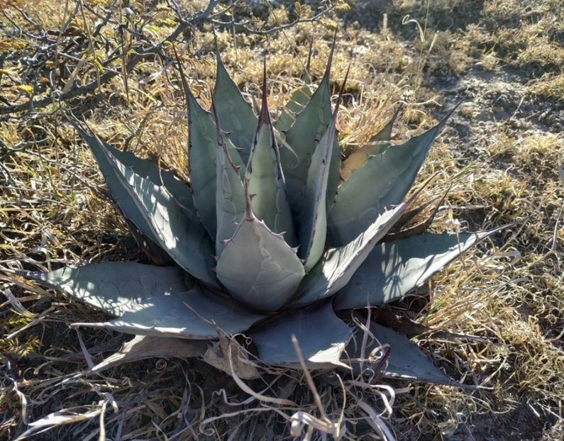  - Agave Applanata
