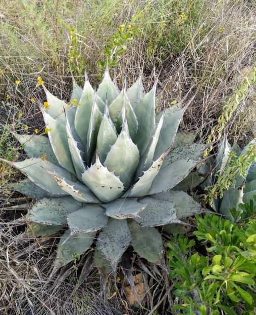  - Agave Applanata