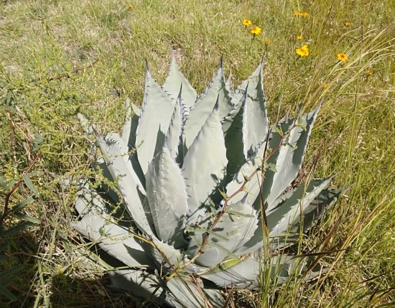  - Agave Applanata