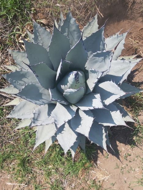  - Agave Applanata