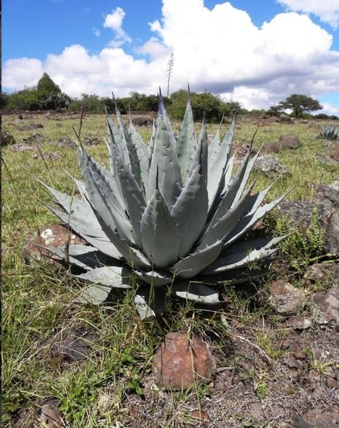  - Agave Applanata