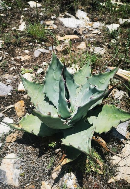  - Agave Applanata
