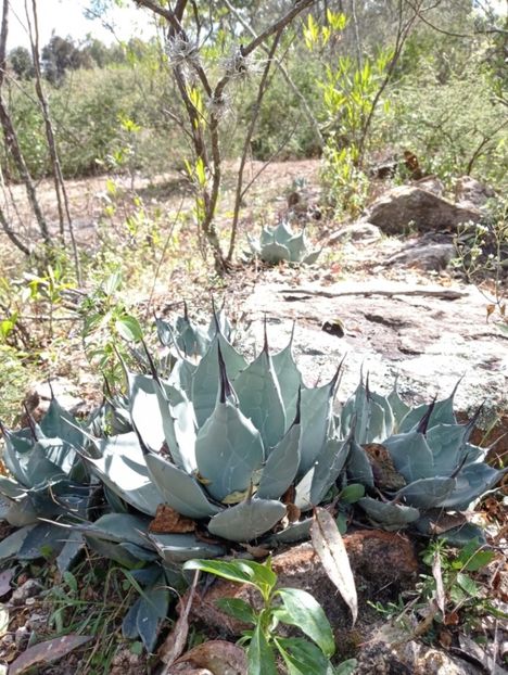  - Agave Applanata