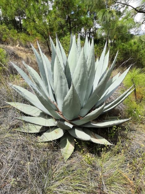  - Agave Applanata