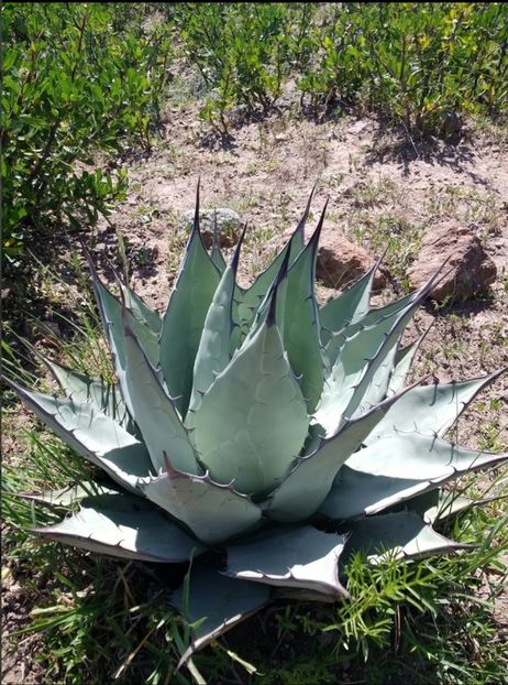  - Agave Applanata