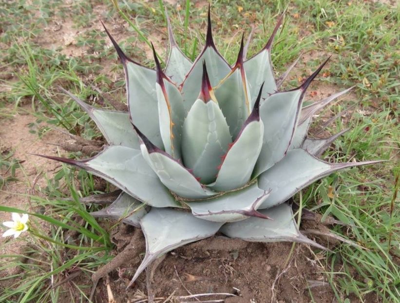  - Agave Applanata