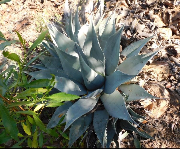 - Agave Applanata