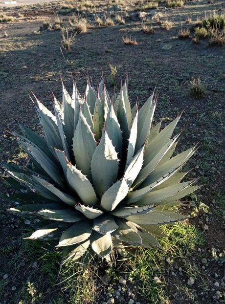  - Agave Applanata